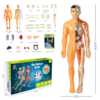 Educational Human Body Teaching Tool