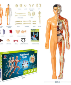 24.5cm Educational Human Body Teaching Tool