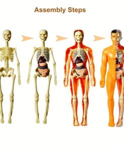 Alternative view of 24.5cm Educational Human Body Teaching Tool