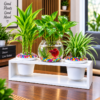 Wooden Box Mini Aquarium Set