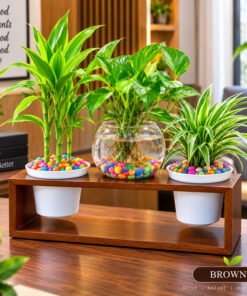 Alternative view of Wooden Box Mini Aquarium Set